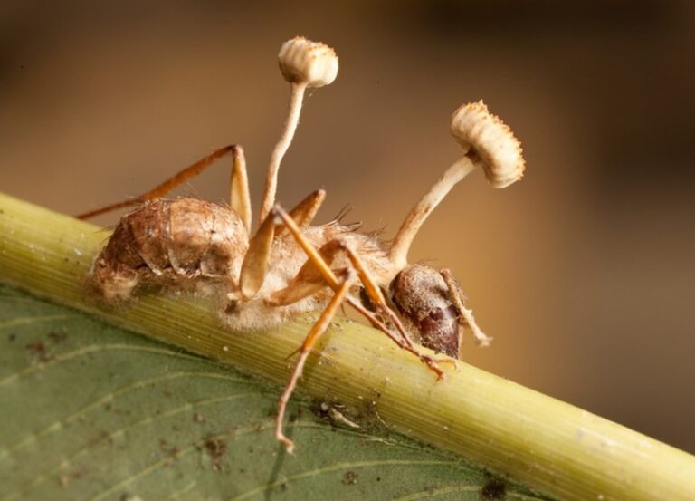 Ophiocordyceps unilateralis: Zombie Fungi - GENÇOMÜ