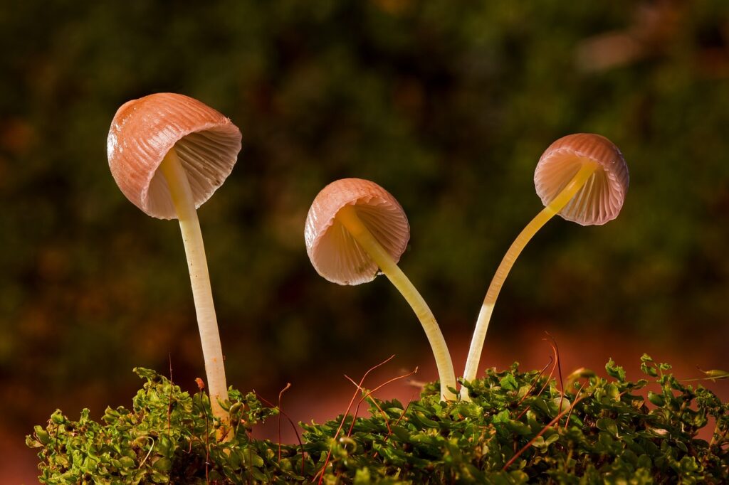mushrooms, galerina vittiformis, fungi-2949539.jpg